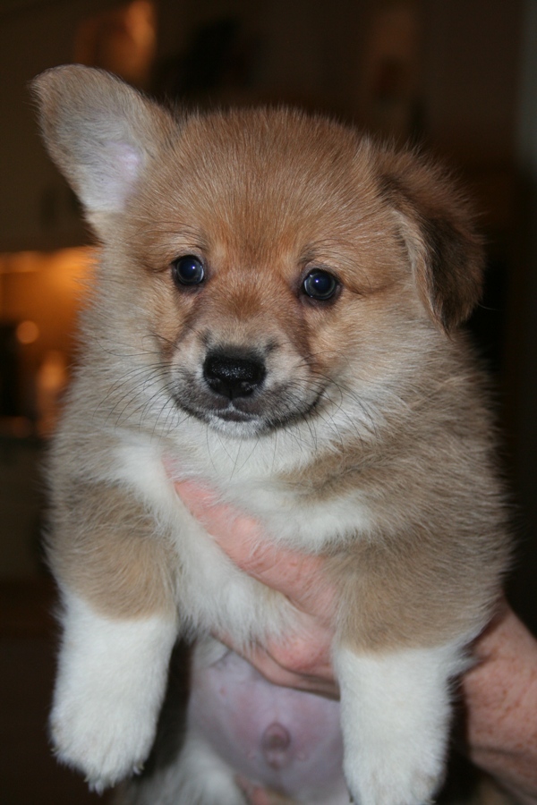 Puppies